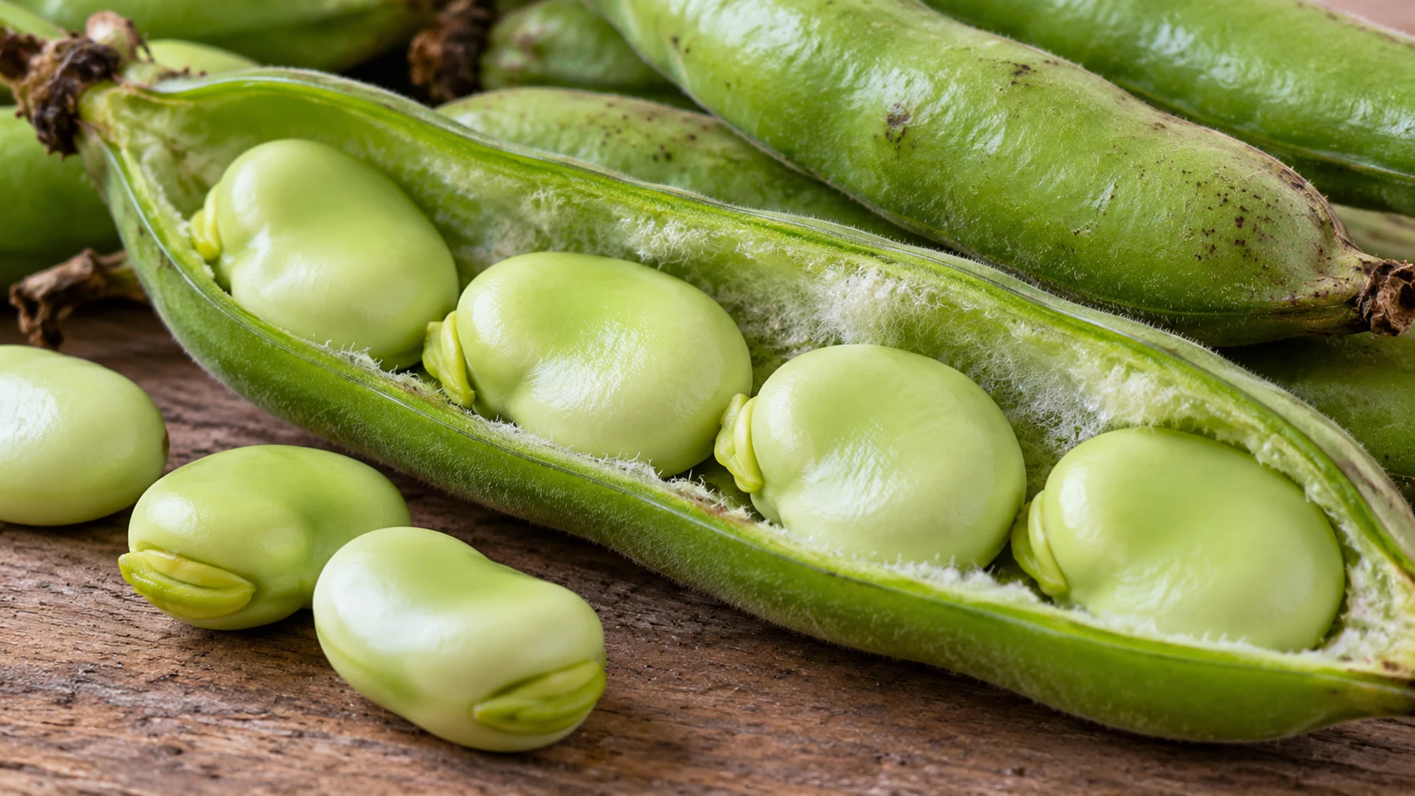 Fava beans inside an opened green pod