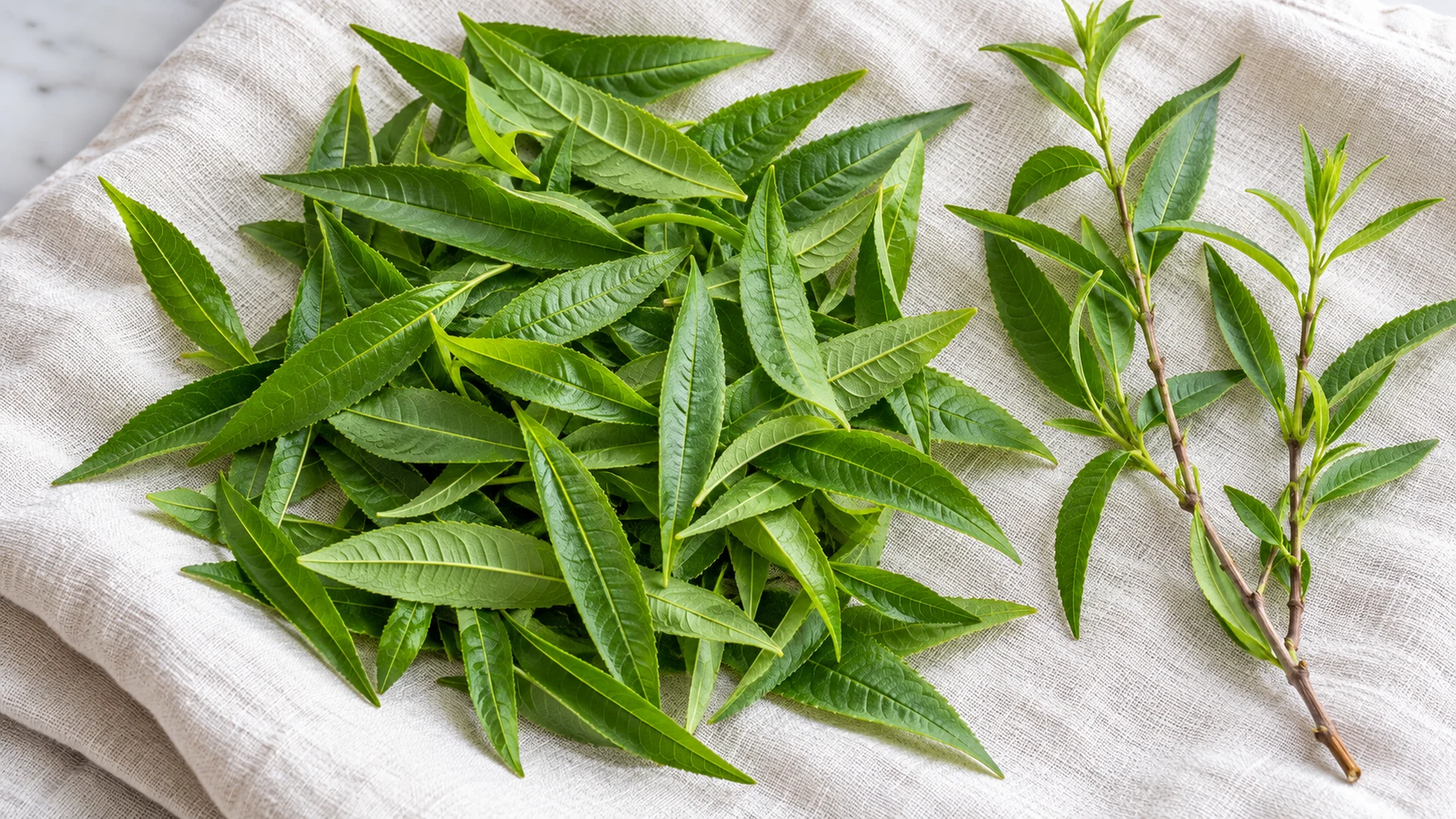 Fresh lemon verbena leaves and woody sprigs on a linen towel